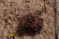 Drosera omissa