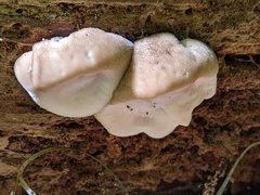 Postia tephroleuca