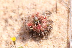 Drosera omissa