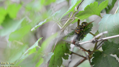 Polistes