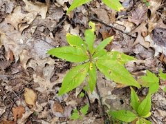 Lysimachia borealis