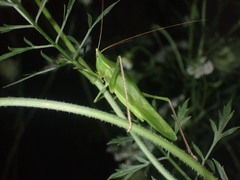 Neoconocephalus nebrascensis