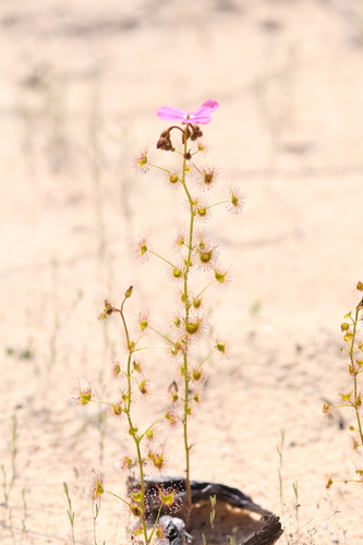 Image of Drosera neesii by (c) Hugo Innes, some rights reserved (CC BY)