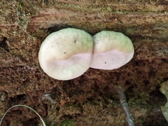 Postia tephroleuca