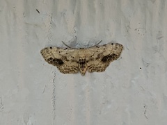Idaea dimidiata