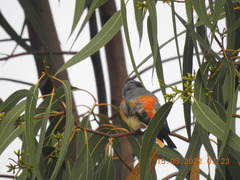 Pericrocotus cinnamomeus