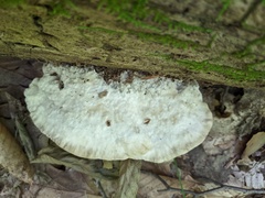 Postia tephroleuca