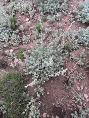 Artemisia frigida