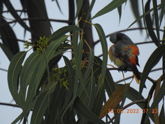 Pericrocotus cinnamomeus