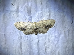 Idaea dimidiata