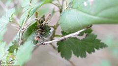 Polistes