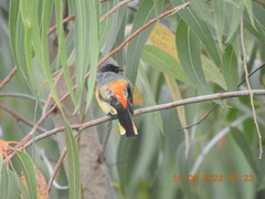 Pericrocotus cinnamomeus