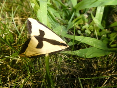 Haploa clymene
