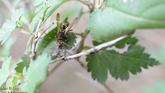 Polistes