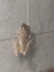 Hyla femoralis