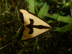Haploa clymene