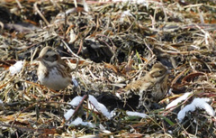 Emberiza rustica
