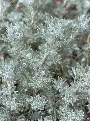 Artemisia frigida