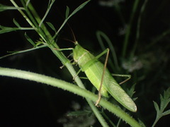 Neoconocephalus nebrascensis