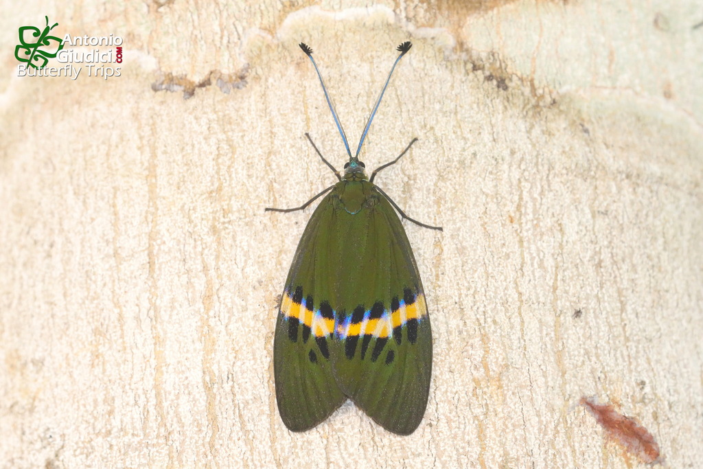 Kiwi Moth