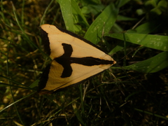 Haploa clymene