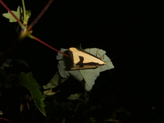 Haploa clymene