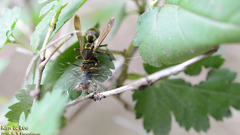 Polistes