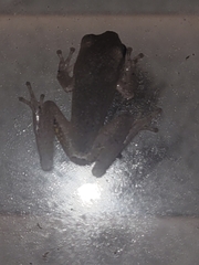Hyla femoralis