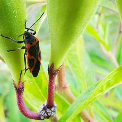 Lygaeus kalmii