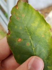 Mycosphaerella fraxinicola