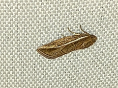 Amphilita arcuata