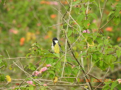 Parus cinereus