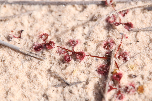 Drosera prostrata