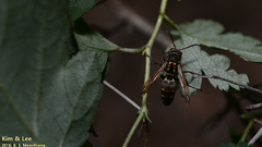 Polistes