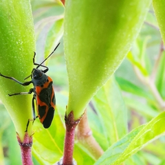 Lygaeus kalmii