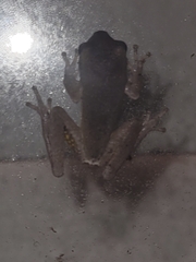 Hyla femoralis