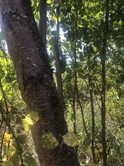 Betula occidentalis