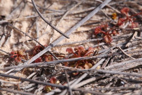 Drosera prostrata