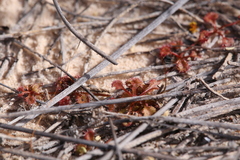 Drosera prostrata