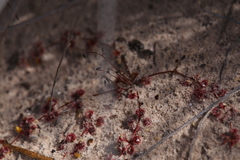 Drosera prostrata