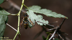 Polistes