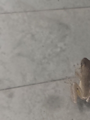 Hyla femoralis