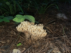 Ramaria stricta