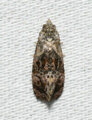 Cochylichroa