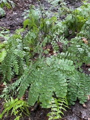 Adiantum pedatum