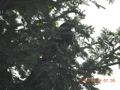 Centropus sinensis