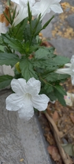 Ruellia
