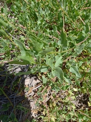 Patellifolia procumbens