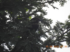 Centropus sinensis