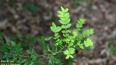 Angiospermae